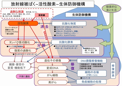 640_活性酸素・抗酸化-0