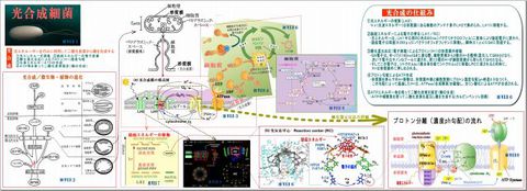 640_光合成細菌まとめ