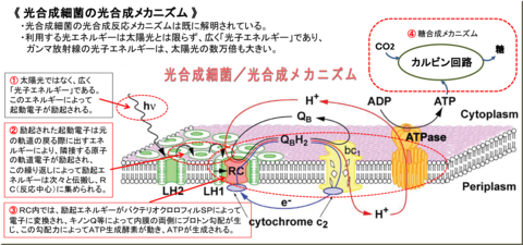 光合成反応メカニズムcut