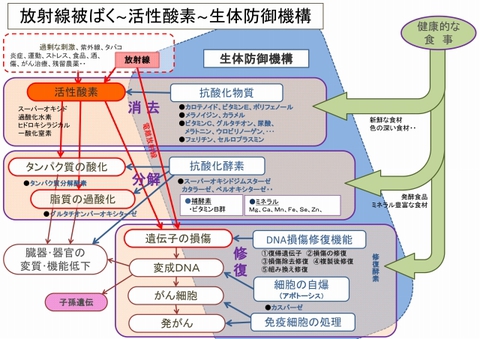 640_活性酸素・抗酸化-0